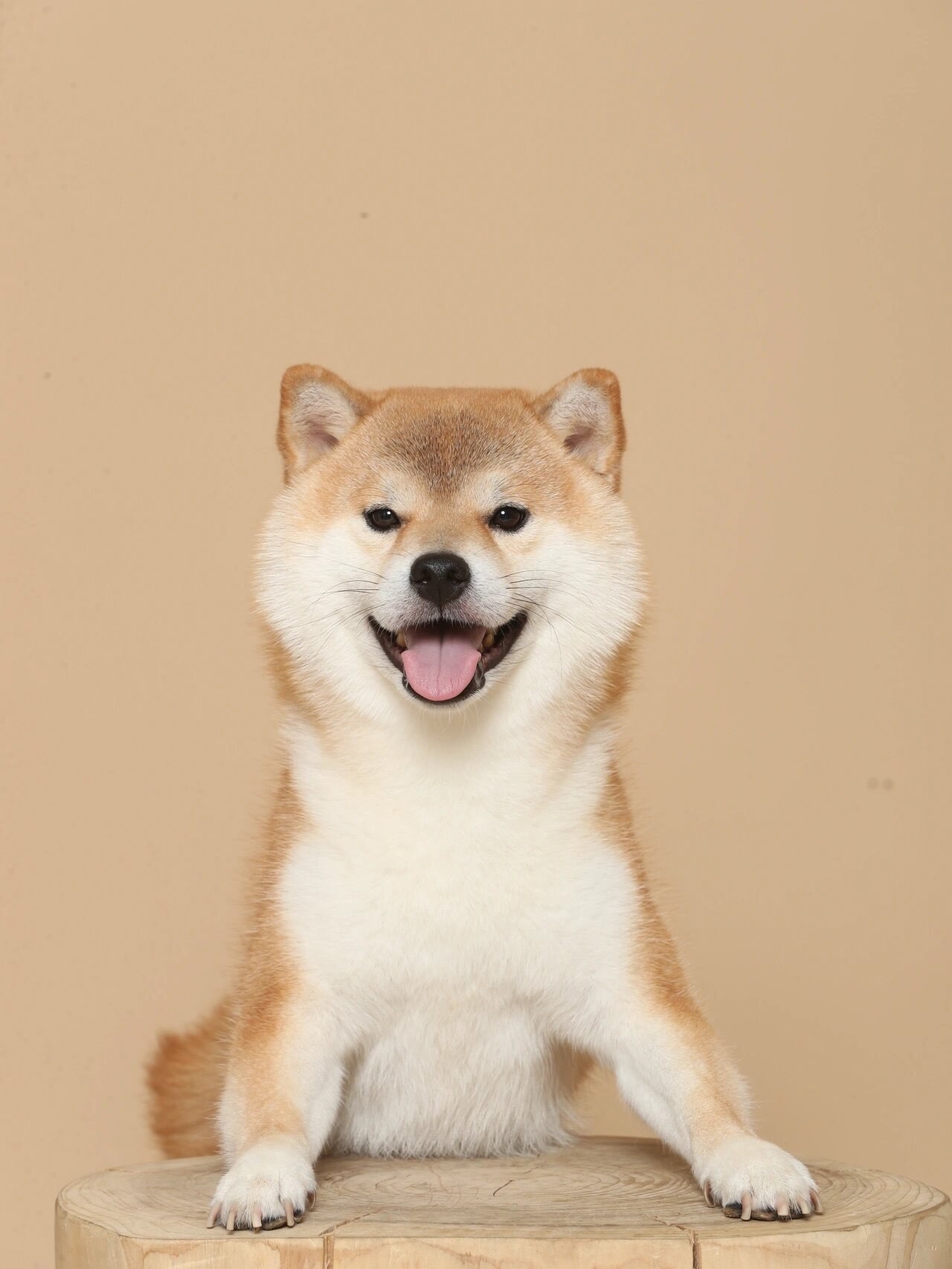 Dog ID Photo Sample